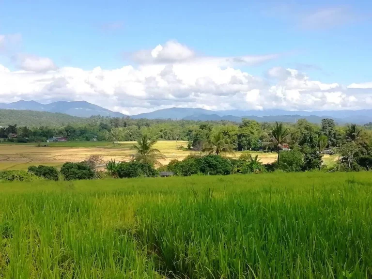 ขายที่ดินเชียงใหม่ ติดลำเหมืองมีภูเขาโอบล้อม บรรยากาศดี สถานที่ตั้ง ตสะลวง อแม่ริม เชียงใหม่ ขนาดพื้นที่ 7 ไร่ 3 งาน 5