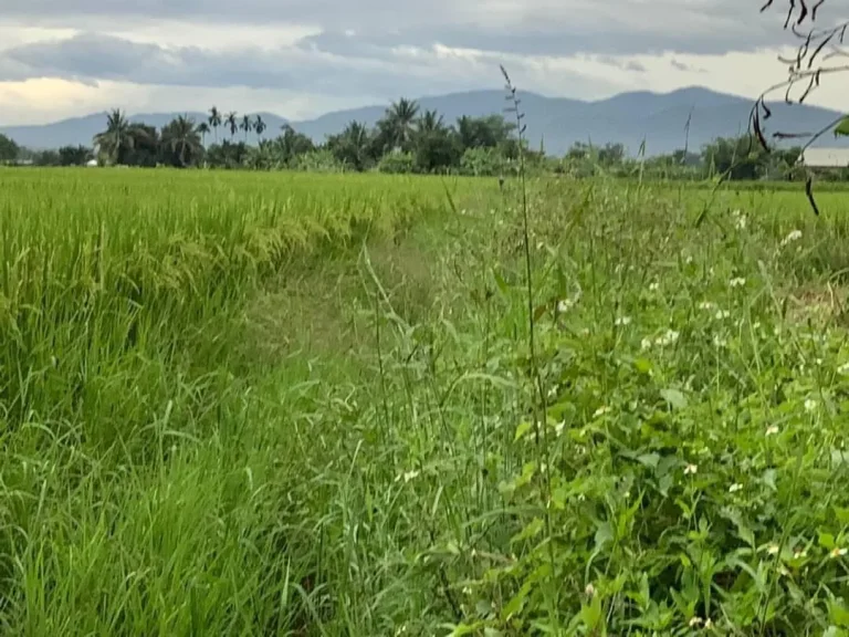 ขายที่ดินเมืองเล็น สันทราย วิวทุ่งนา ราคาถูก