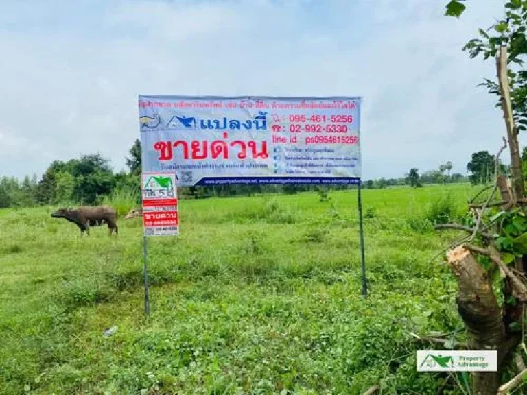 ขายที่ดิน 5 ไร่ ตบ้านกง อหนองเรือ ขอนแก่น