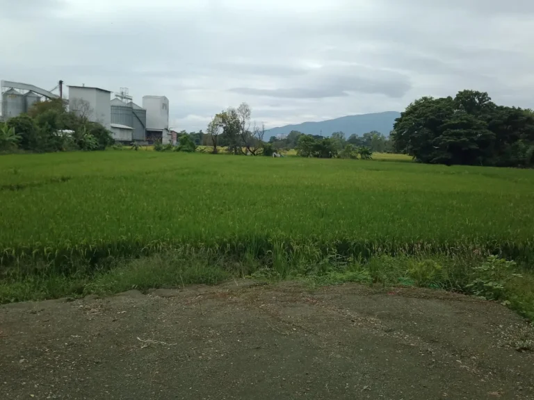 ที่นาติดถนนวงแหวนรอบที่สาม