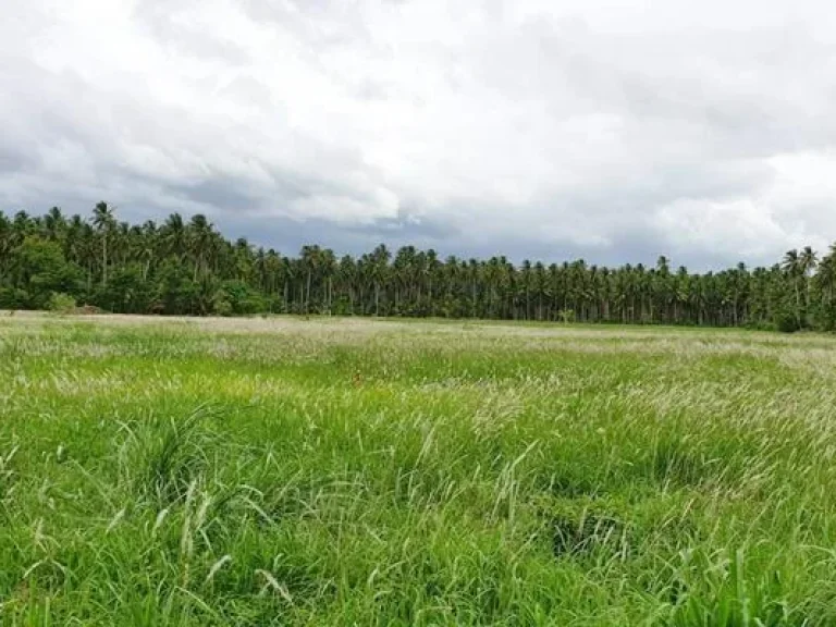 ขายที่ดินเปล่า บางสะพาน จังหวัดประจวบคีรีขันธ์