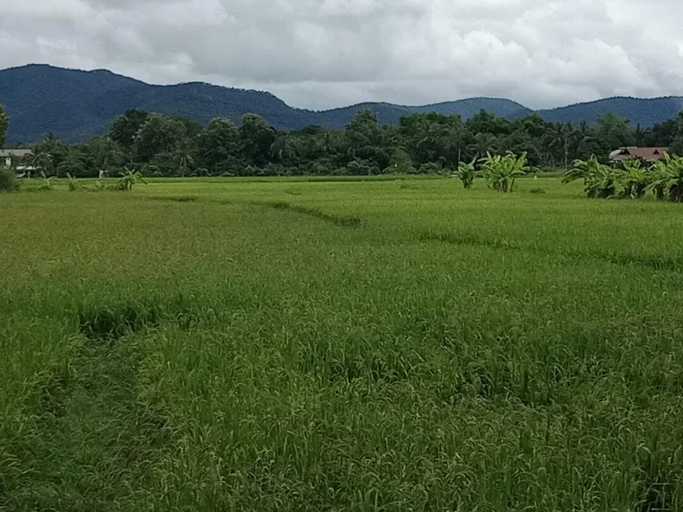 ที่นาตลวงเหนือ อดอยสะเก็ด