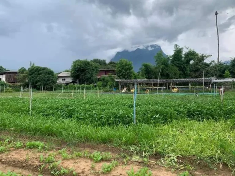 ขายที่ดินวิวดอย เชียงดาว หลังติดแม่น้ำ ห่างถนนหลัก 700 เมตร