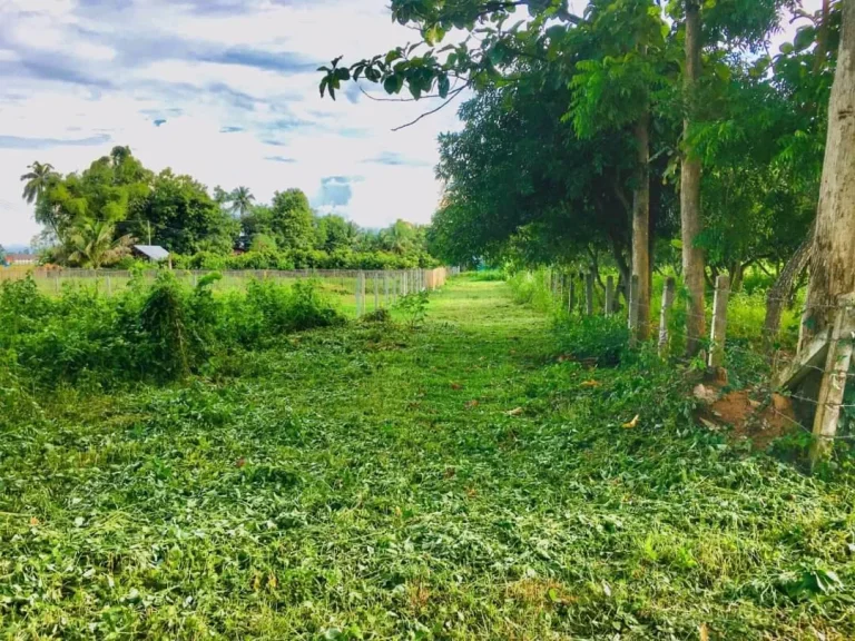 ขายที่ดินบ้านหม้อป่าำผ่ สันทราย ราคาถูก