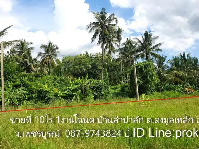 ขายที่ดิน 10ไร่1งานโฉนด อเมืองเพชรบูรณ์