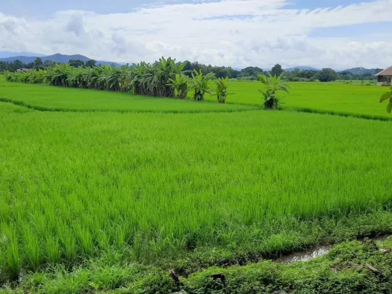 ที่นา ลวงเหนือ อดอยสะเก็ด