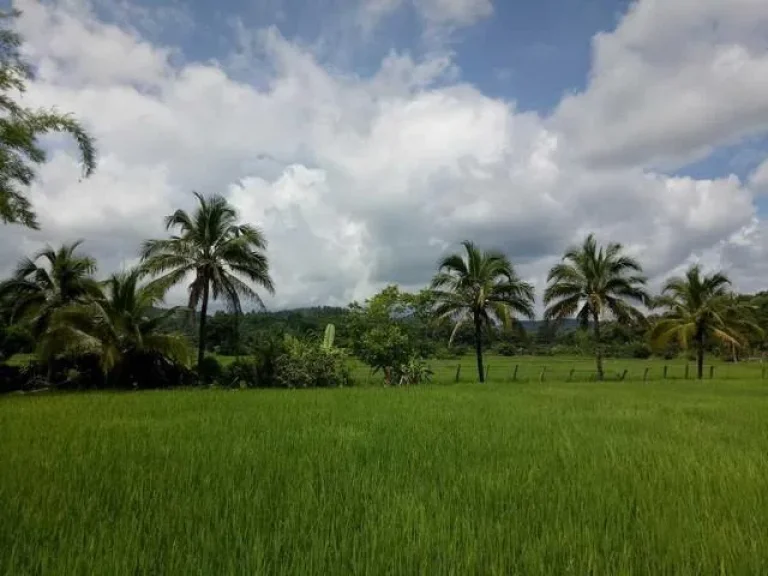 ขายที่นา และสวนลำใย บ้านกาดฮาว แม่ริม เชียงใหม่