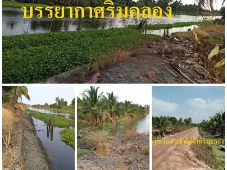 ขายที่ดิน10ไร่ติดริมคลองดำเนินสะดวก ทำเขื่อนแล้วพร้อมสวนมะพร้าว ขายถูกๆอากาศดี