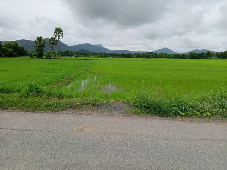 ขายที่ดินติดถนนร้องวัวแดง วิวทุ่งนา ค้าขายได้