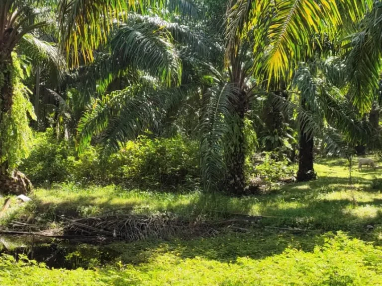 ที่ดินสวนปามน้ำมันติดวัดสวนพริก35 ไร่ ถนนเอเซีย 401