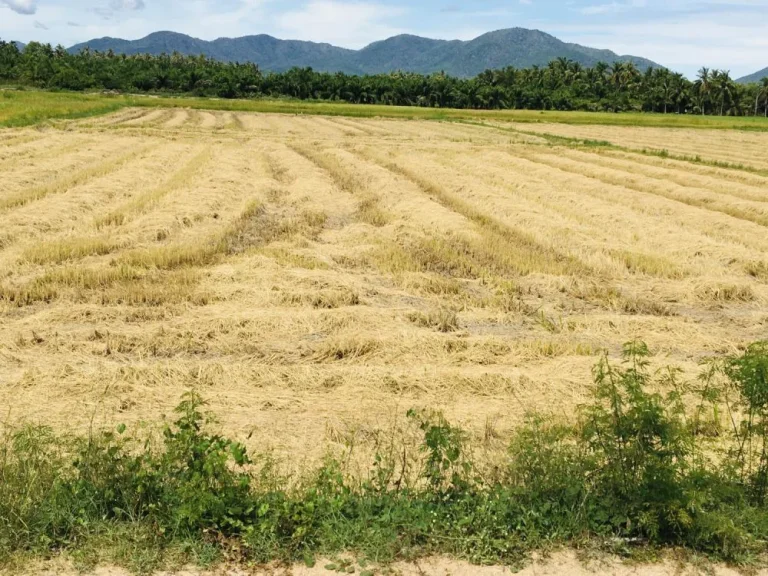 ขายที่ดินเพชรบุรี ชะอำ 4 ไร่