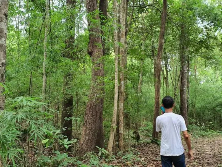 ขายที่ดิน73ไร่ สวนป่าเอกชน ต้นไม้อายุ80กว่าปี เป็นป่าที่สมบูรณืที่สุดในอำเภอโพธาราม ตเขาชะงุ้ม อโพธาราม จราชบุรี