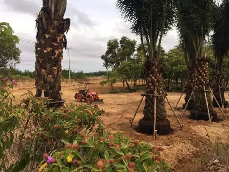 ขายที่ดิน พลูตาหลวง ชลบุรี 15 ไร่ 0 งาน 381 ตรว ติดถนน สายฉะเชิงเทรา สัตหีบ