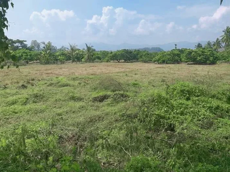 ขายที่ดินติดคลองชลประทานน้ำบ่อหลวง สันป่าตอง ราคาถูก