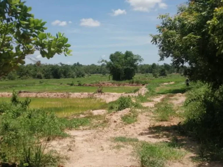 ขายบ้านพร้อมที่ดิน3ไร่3งานบ้านนาคู เดชอุดม