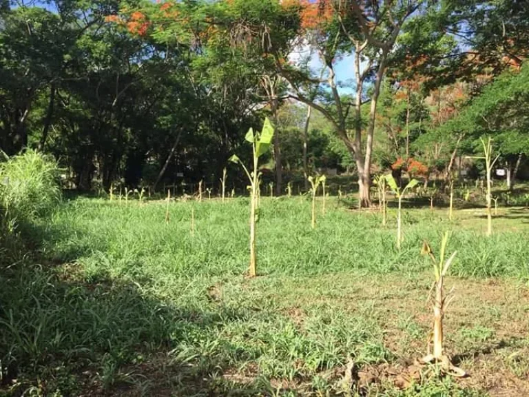 ขายที่ดินโซนพระธาตุดอยคำ แม่เหียะ เชียงใหม่