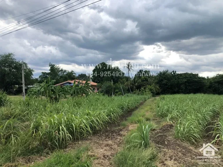 ขายที่ดินชอนสมบูรณ์-ขายที่ดินหนองม่วง 6ไร่ 3 งาน 37 ตรว นส3ก ตชอนสมบูรณ์ อหนองม่วง จลพบุรี รหัส L359