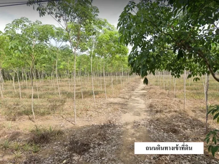 ขายที่ดิน 25 ไร่ ใกล้ รรนานาชาติ ซธัญญะปุระ ตำบลตะเคียน อำเภอถลาง ภูเก็ต