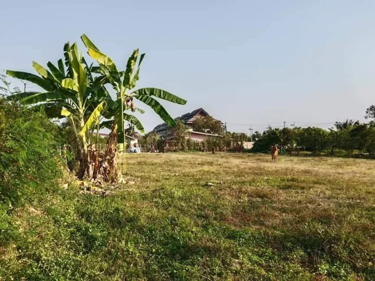 ขายที่ดินห่างกาดฝรั่งเพียง 900เมตร ราคาถูก