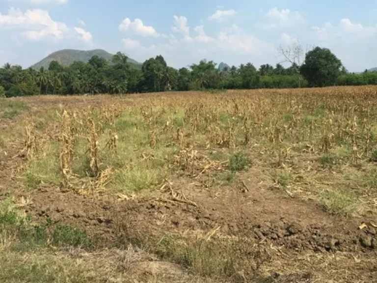 ขายที่ดิน เหมาะทำรีสอร์ทหรือ จัดสรร ราคาถูกมาก อเชียงคาน จเลย