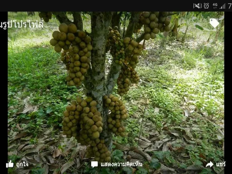 ขายที่ดินพร้อมสิ่งปลูกสร้างโฮมสเตย์ในสวนผลไม้เมืองระยอง น้ำดี ดินดี อากาศดี ผลไม้ออกผลทั้งปี่ ราคาถูกต่อยอดธุระกิจได้เลย