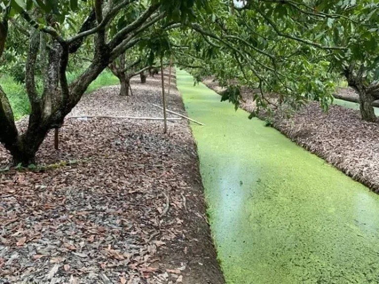 ขายสวนลำใยบ้านสันมะนะ ลำพูน ราคาถูก