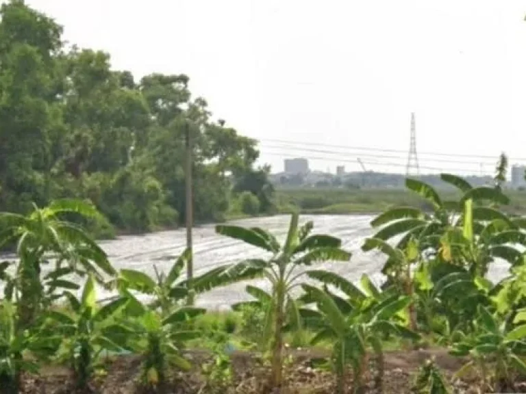 Land For Sale ที่ดิน รังสิต-บางพูด ปทุมธานี ใกล้เวิร์คพอยท์