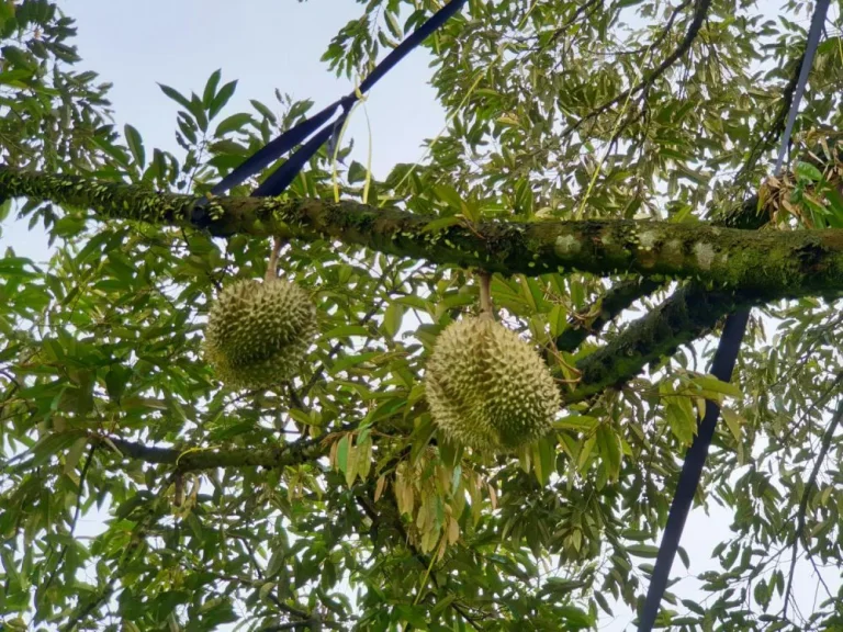 ขายสวนทุเรียนให้ผลผลิต จันทบุรี