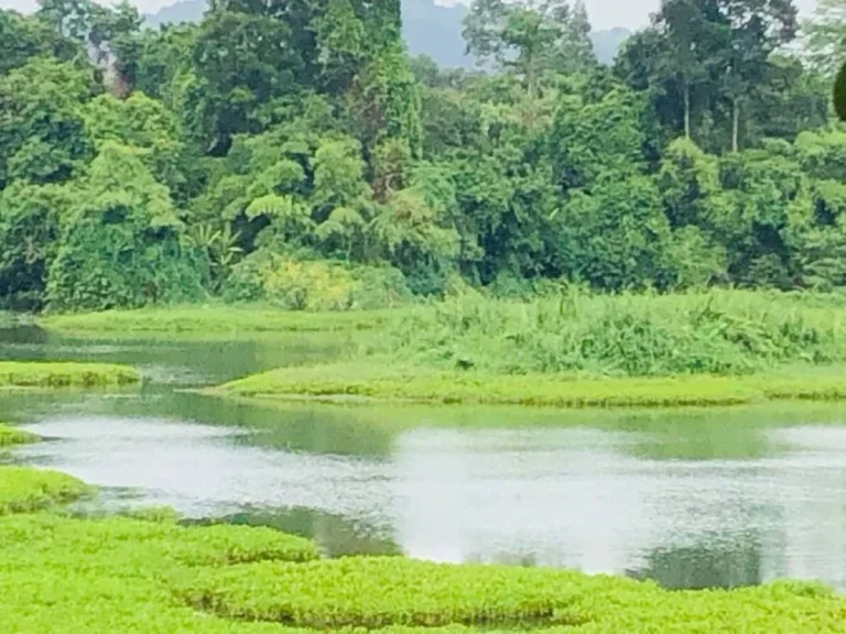 ที่สวน ติดน้ำ ราคาถูก ไกล้ทางหลวง มาก่อนได้ก่อน