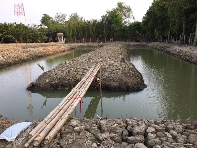 ขายที่ดินติดคลองใหญ่ ใกล้ถนนพระราม 2 แม่กลอง สมุทรสงคราม เจ้าของขายเอง