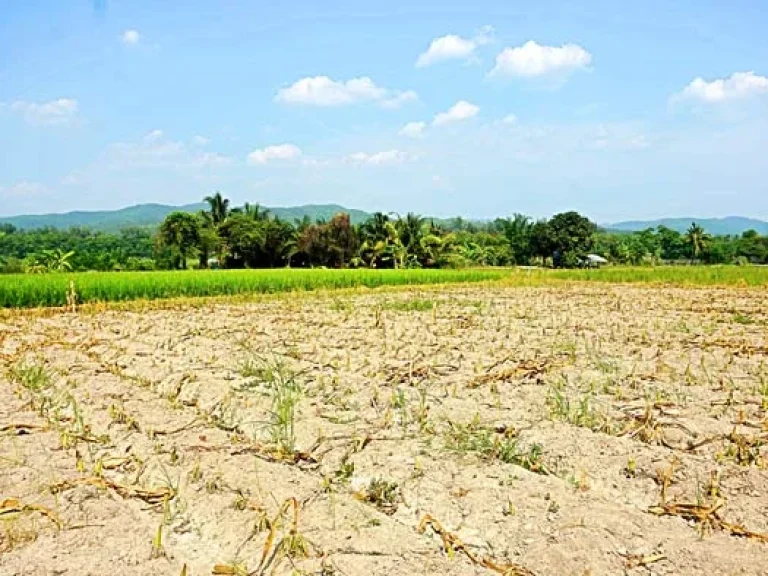 ขายที่นา ที่ไร่ ตำบลแม่แฝก อำเภอสันทราย จังหวัดเชียงใหม่