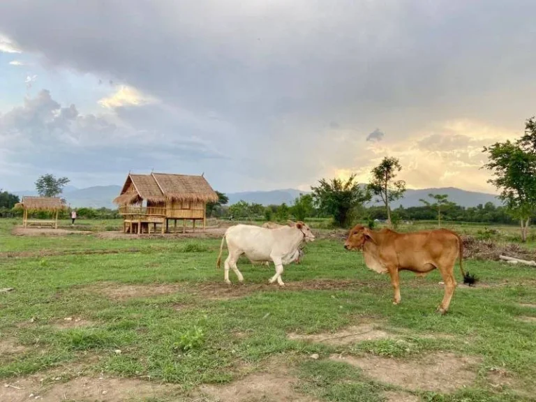 ขายที่ดินวิวดอยเขตจอมทอง ราคาไม่เกินล้าน