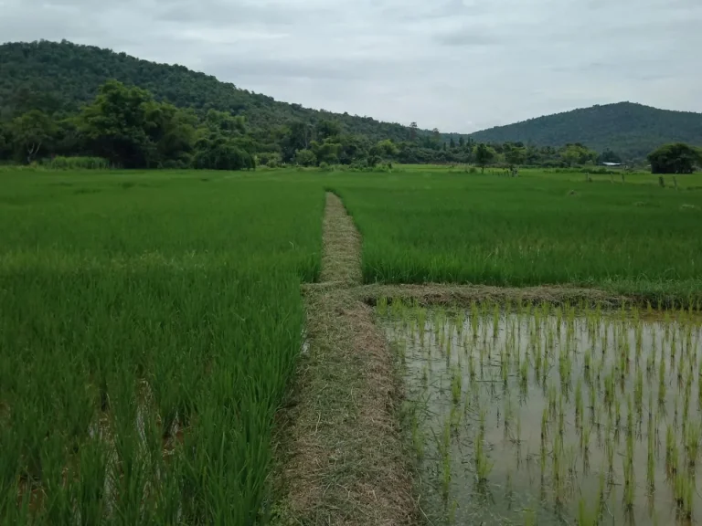 ที่นาวิวดอย สันกำแพง เชียงใหม่