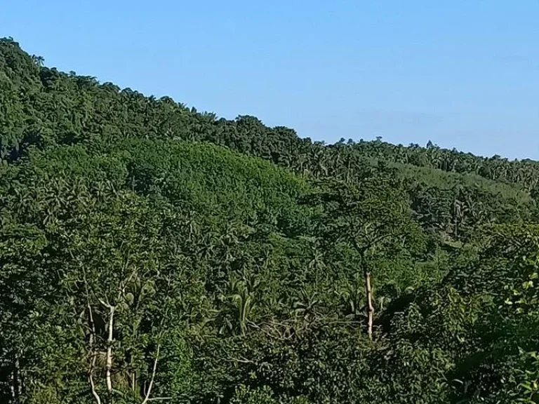 ขายที่ดินบนเกาะสมุย ที่ดินตั้งอยู่บนถนน ระหว่าง แม่น้ำ-ละไม