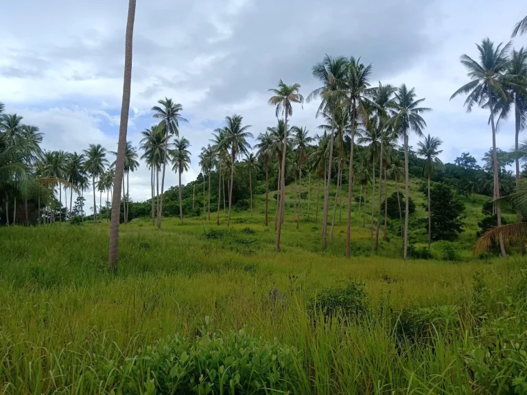 ขายที่ดินบนเกาะสมุย15ไร่ ใกล้หาดเฉวงหาดบ่อผุด