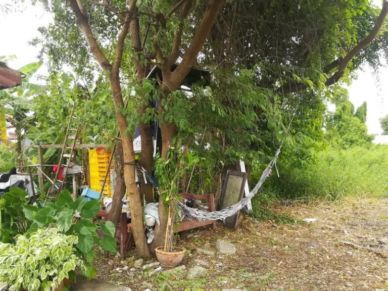 ขายที่ดิน 100 ตรว ซสุวินทวงศ์ 42 คลองลำนกแขวก