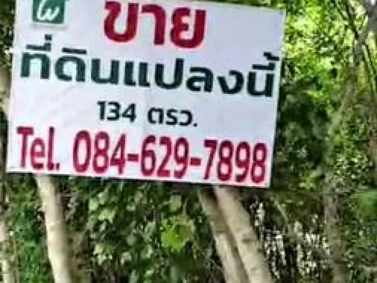 ขายถูก ที่ดิน 134 ตรว ซอยหัวหิน 11 ประจวบคีรีขันธ์