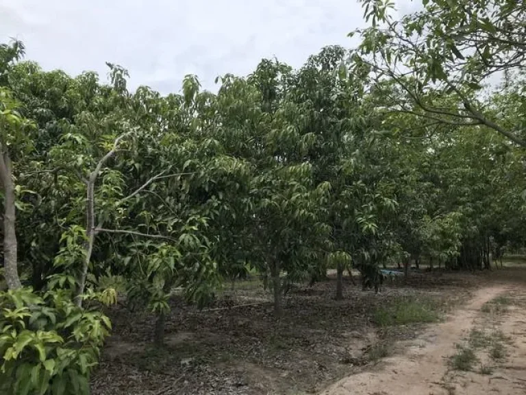 ขายที่ดิน 2 ไร่กว่า ริมถนนสันเหมือง