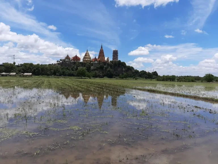 ขายที่นา 10 ไร่ ตม่วงชุม อท่าม่วง ใกล้วัดถำเสือ ร้านมีนา คาเฟ่