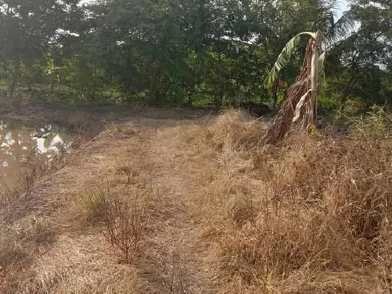 แนะนำที่ดินพร้อมขาย ที่ดินตำบลบ่อเงิน ปทุมธานี