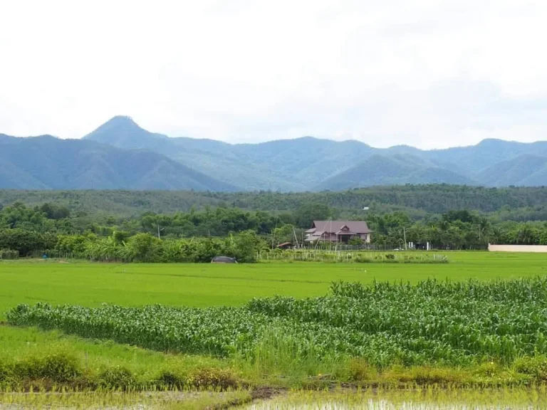 ขายที่ดินน้ำบ่อหลวง สันป่าตองติดลำธาร หางดง ราคาถูก