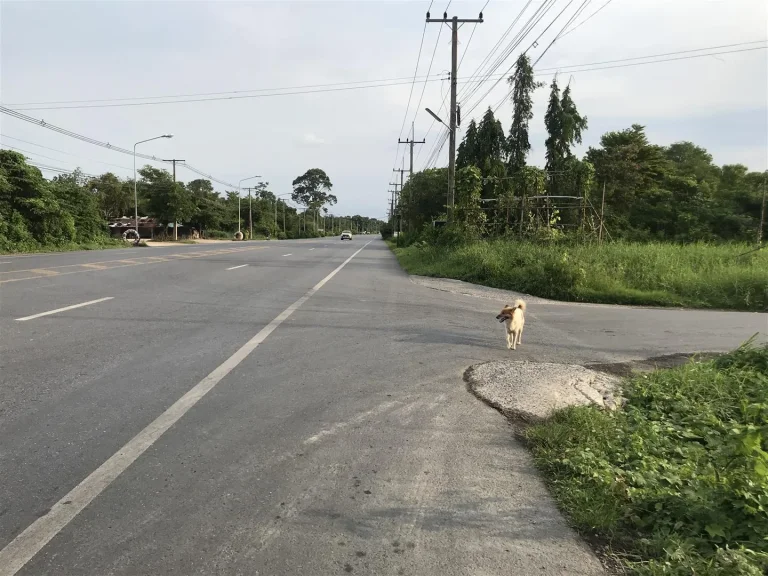 ที่ดิน สวย หน้าติดถนนหลัก เเละ ด้านข้าง ติดทางสาธารณะ ถมเเล้ว