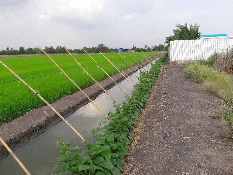 ที่สวย น้ำใส บรรยากาศดี ติดที่นา 200 ตรว แหล่งชุมชน โฉนดพร้อมโอน