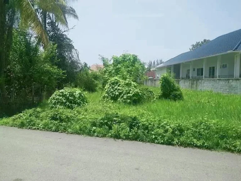 ขายที่ดินติดถนนหมู่บ้านแม่จ้อง ตลาดใหญ่ดอยสะเก็ต