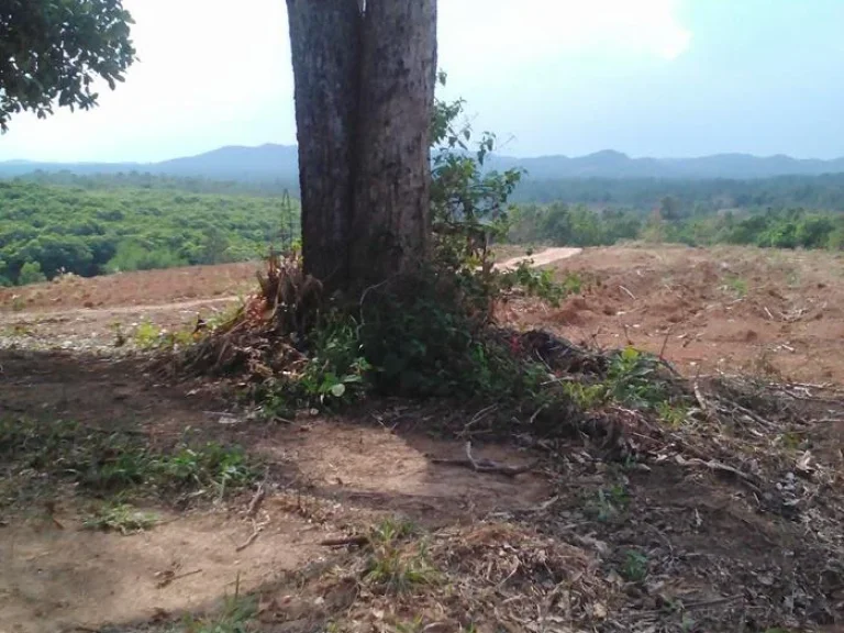 ขายที่ดินทำบ้านสวน ปลูกพืชเมืองหนาว ฟาร์มต่างๆ อากาศดีมาก