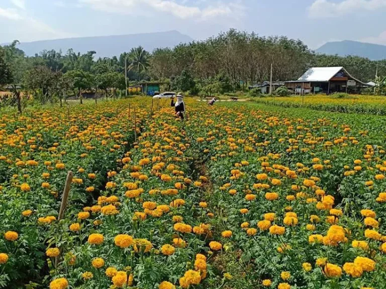 ขายที่ดินในหมู่บ้าน 2 ไร่ มีโฉนด