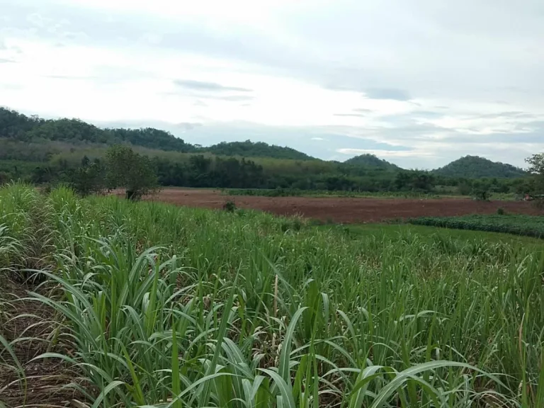 ขายที่ดินสำหรับสร้างบ้านโฉนด 2 ไร่เศษ อเชียงคาน จเลย