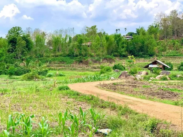 ขายที่ดินติดภูเขาขั้นบรรไดติดธารน้ำท่าผาเขตแม่แจ่ม ราคาถูก