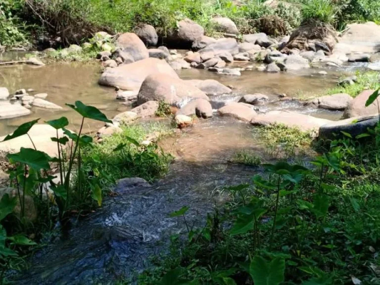 ขายที่ดินหน้าติดถนนหลังติดน้ำ ป่าเมี่ยงดอยสะเก็ต ราคาถูก