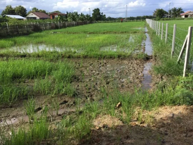 ขายที่นาแช่ช้างหน้าติดถนน แช่ช้าง เขตสันกำแพง เชียงใหม่